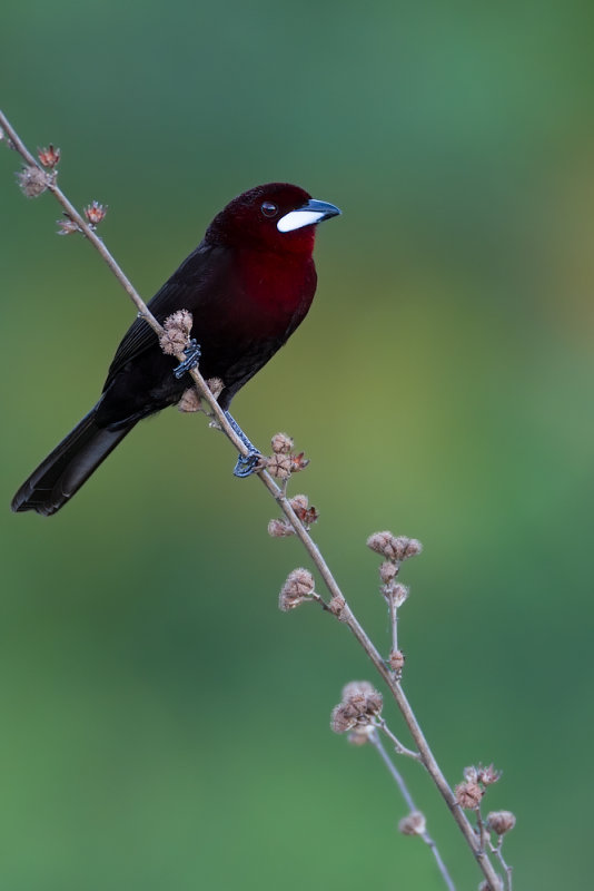 Silver-beaked Tanager