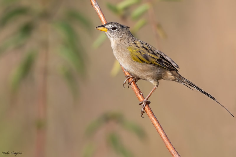 Wedge-tailed Grass-finch