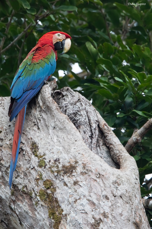 Red-and-green Macaw 