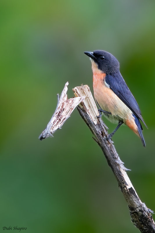 Pink-breasted Flowerpecker