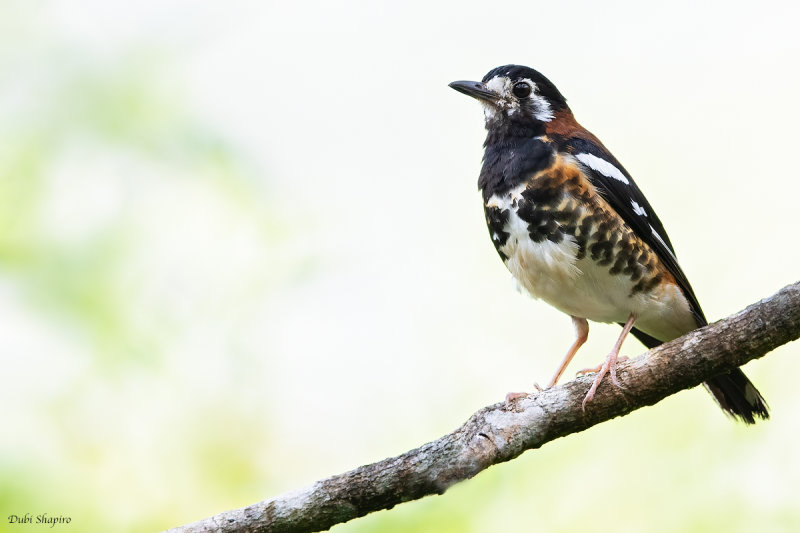 Chestnut-backed Thrush 