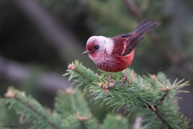 Pink-headed Warbler 