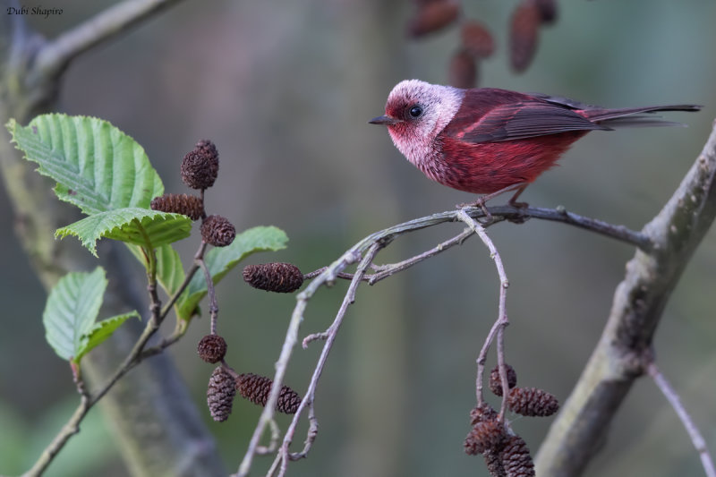 Pink-headed Warbler 