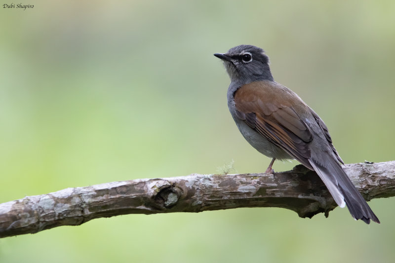 Brown-backed Solitaire 