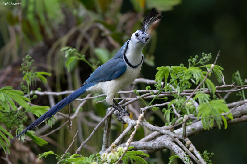 White-throated Magpie-jay 