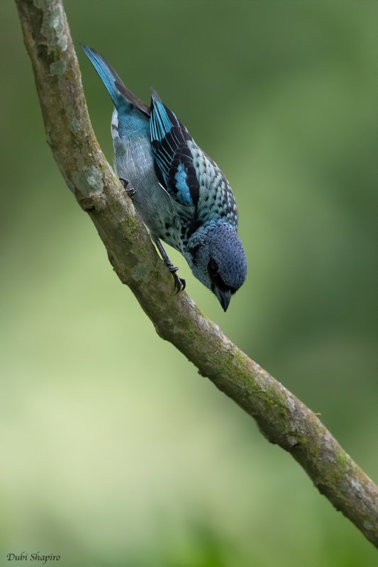 Azure-rumped Tanager 