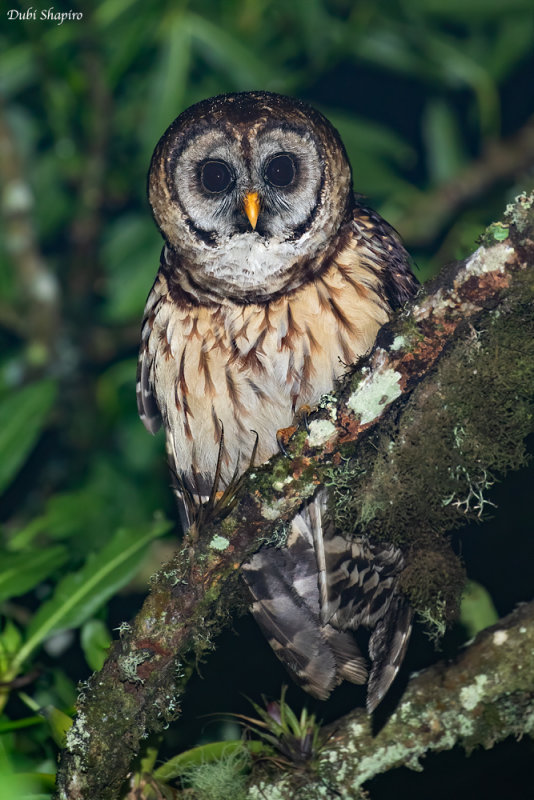 Fulvous Owl 