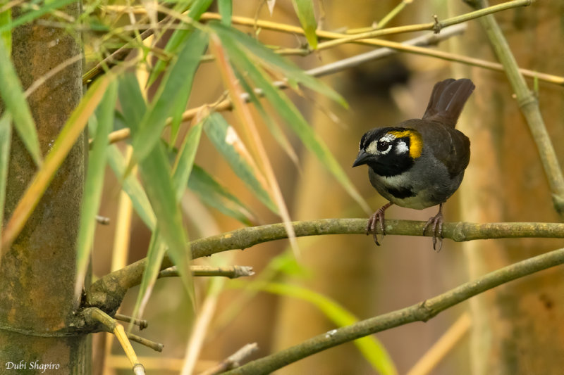 Grey-crowned Ground-sparrow