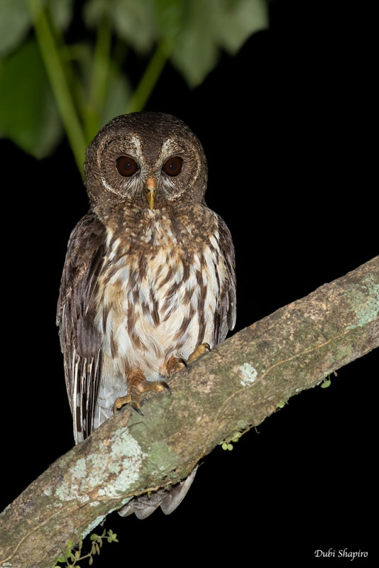 Mottled Owl 