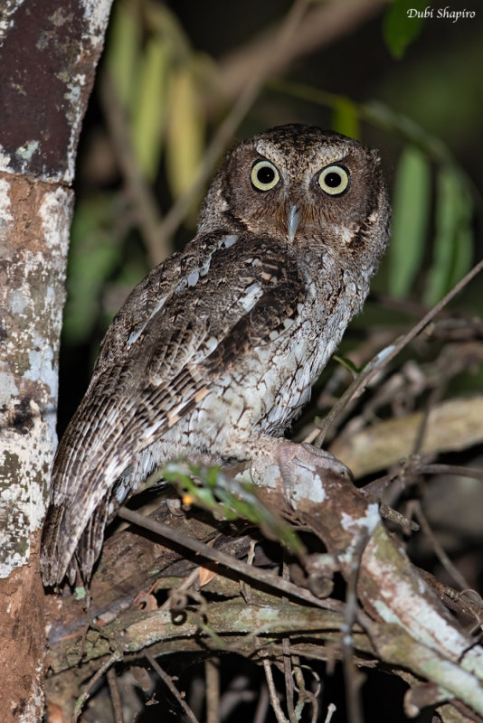 Guatemalan Screech-owl 
