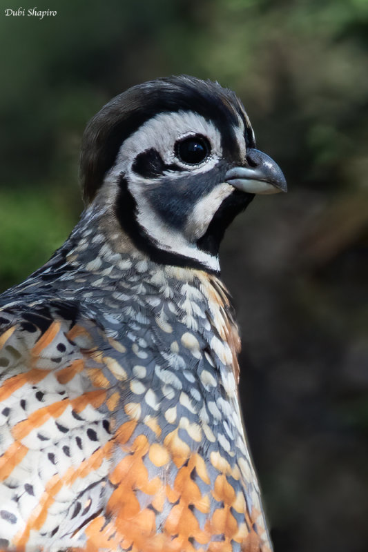 Ocellated Quail 