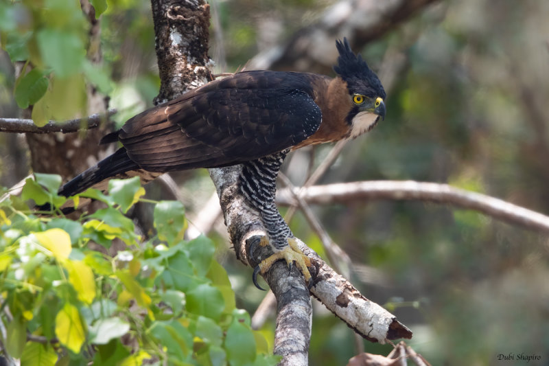 Ornate Hawk-eagle 