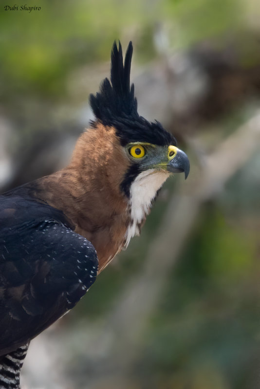 Ornate Hawk-eagle 