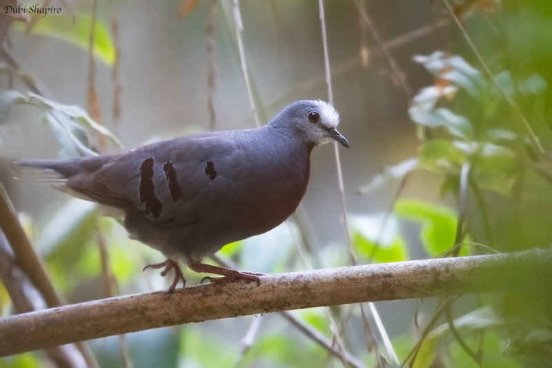 Maroon-chested Ground-Dove 