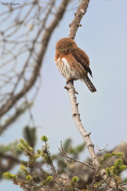 Guatemalan Pygmy-Owl