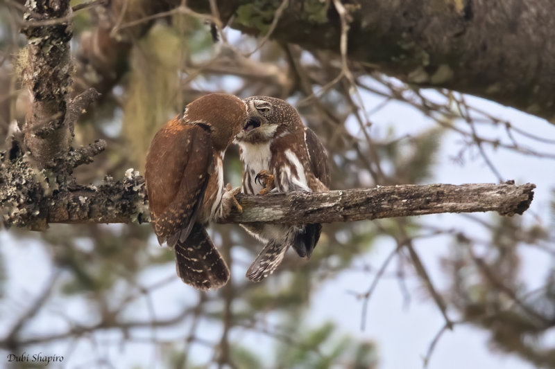 Guatemalan Pygmy-Owl 
