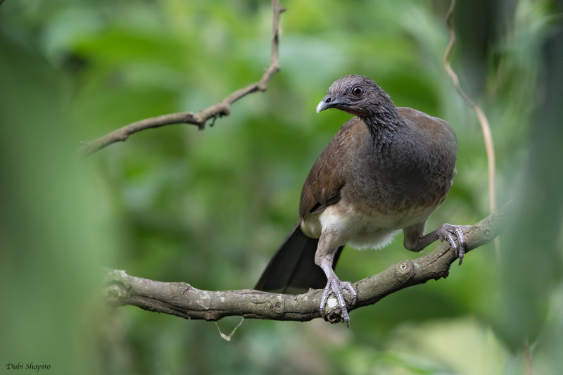 White-bellied Chachalaca