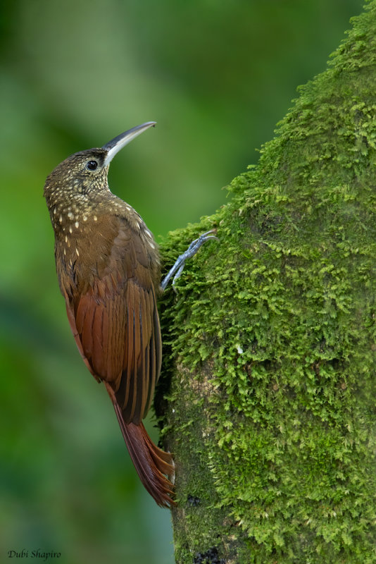 Northern Spotted Woodcreeper