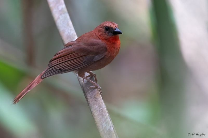 Red-throated Ant-tanager
