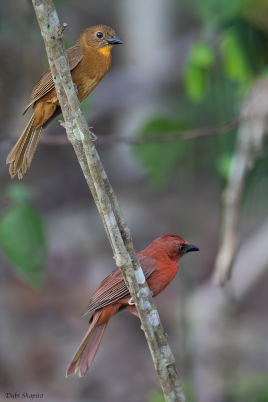 Red-throated Ant-tanager 