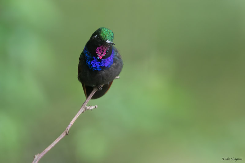 Garnet-throated Hummingbird 