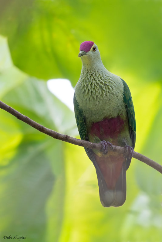 Red-bellied Fruit-dove 