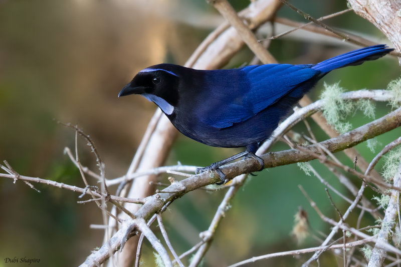 Silvery-throated Jay