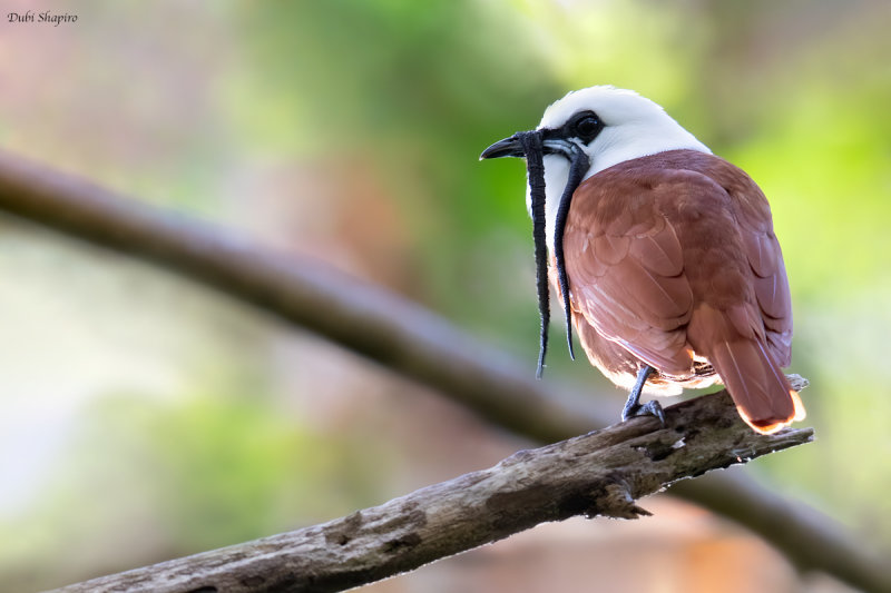 Three-wattled Bellbird 