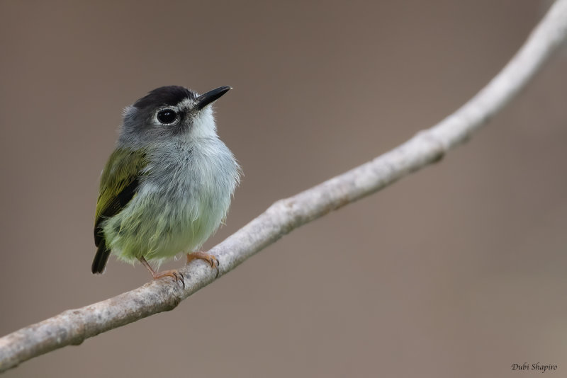 Black-capped Pygmy-Tyrant