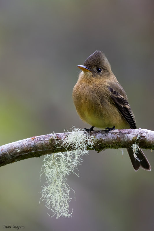 Ochraceous Pewee 