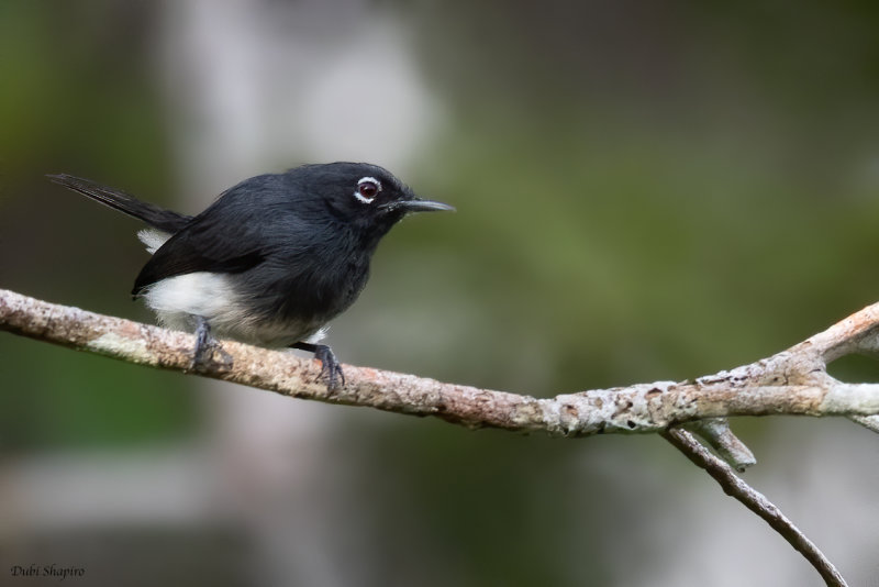 Slate-throated Gnatcatcher