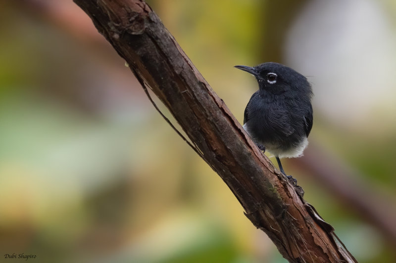 Slate-throated Gnatcatcher