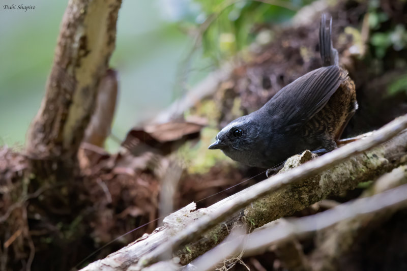 Silvery-fronted Tapaculo
