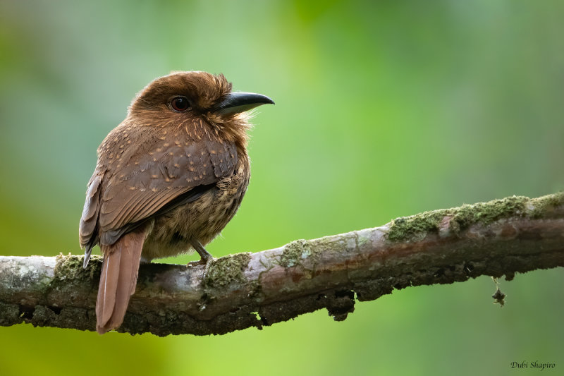 White-whiskered Puffbird