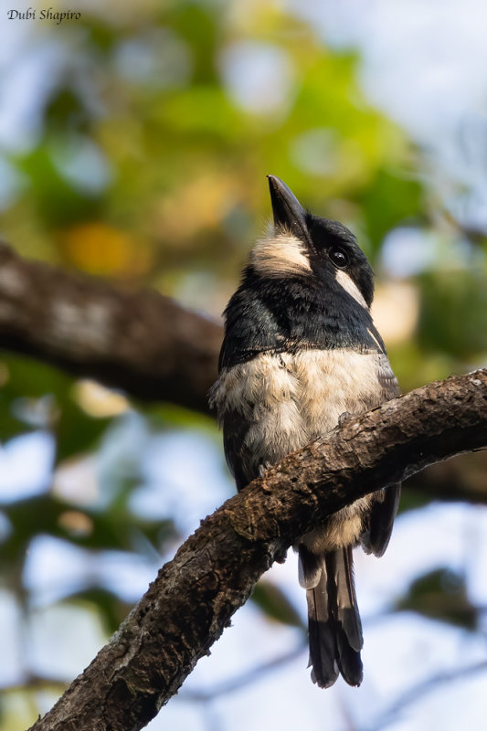 Black-breasted Puffbird