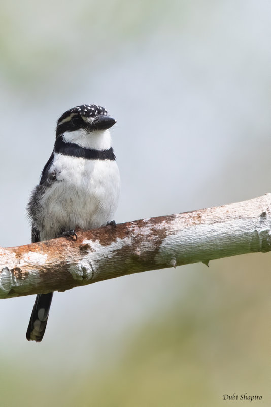 Lesser Pied Puffbird 