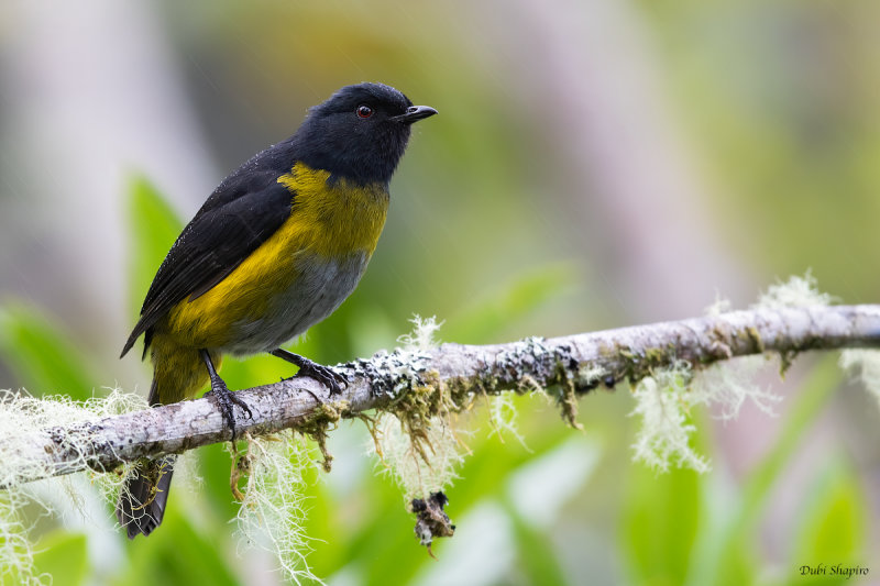 Black-and-yellow Silky-flycatcher 