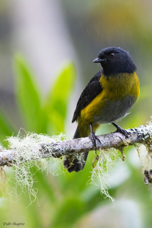 Black-and-yellow Silky-flycatcher 