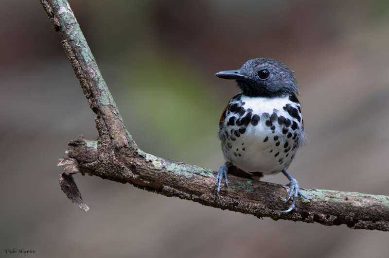 Spotted Antbird 
