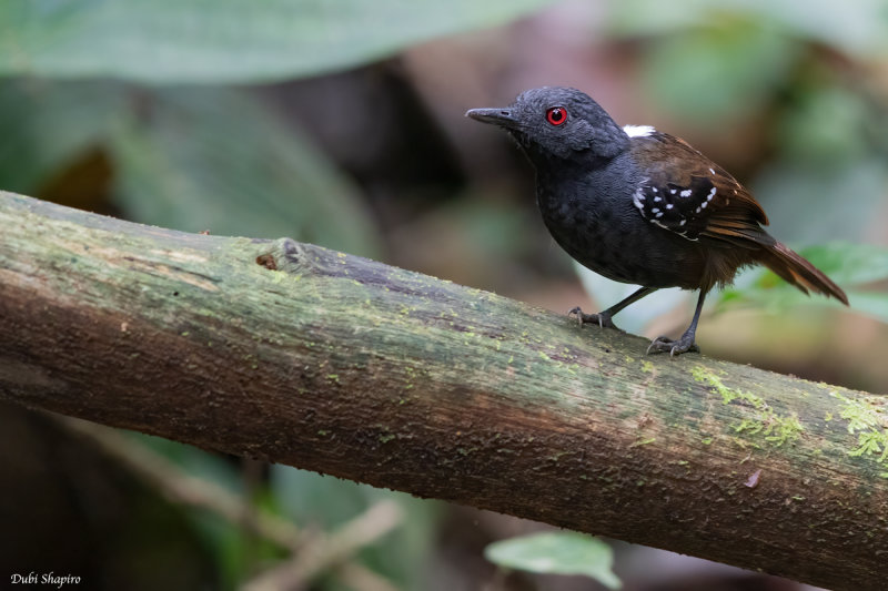 Dull-mantled Antbird 