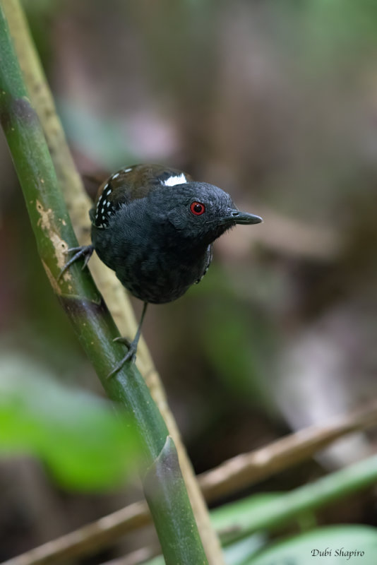 Dull-mantled Antbird 
