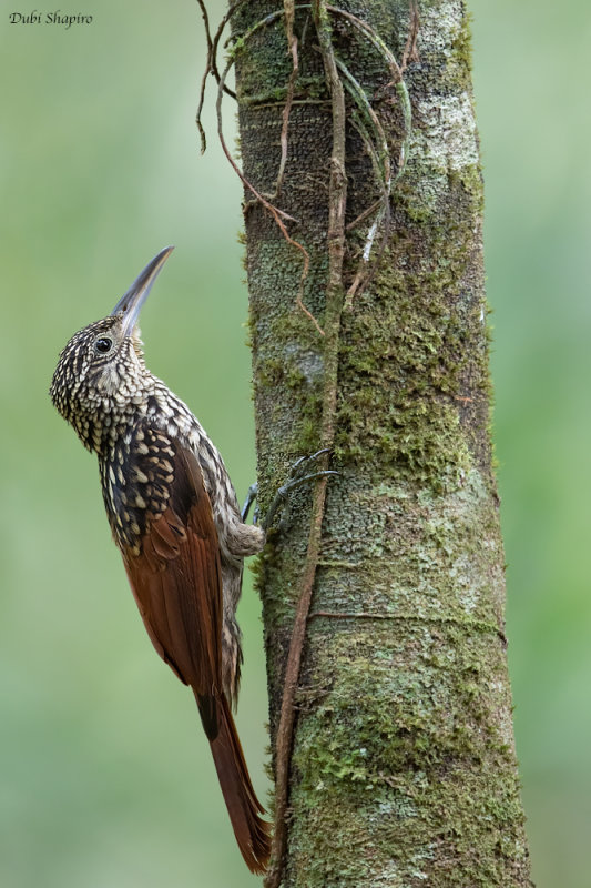 Black-striped Woodcreeper