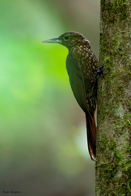 Southern Spotted Woodcreeper