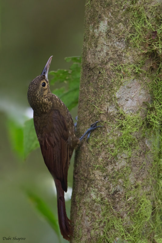 Southern Spotted Woodcreeper 