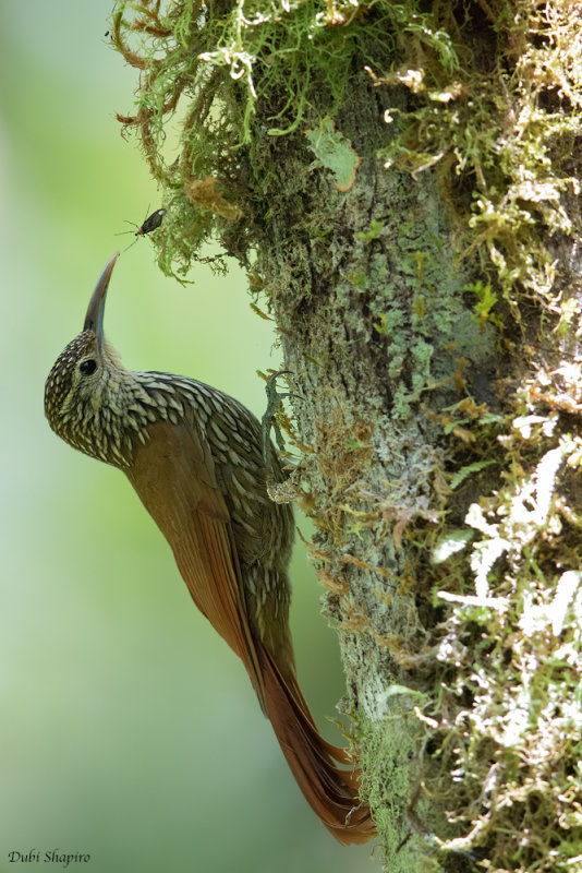 Southern Spot-crowned Woodcreeper