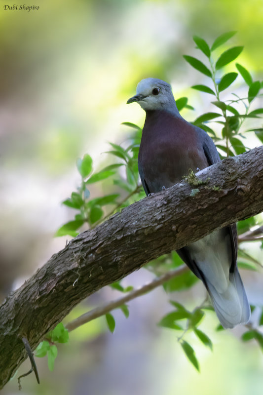 Maroon-chested Ground Dove