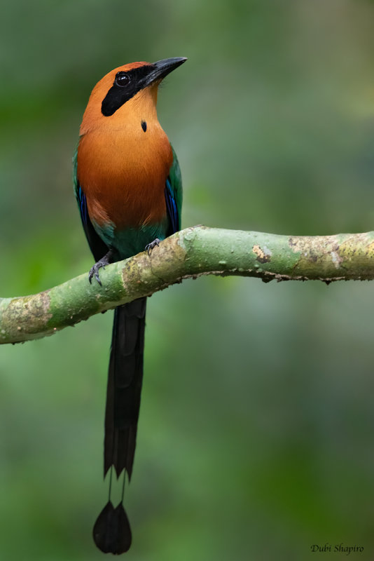 Rufous Motmot 