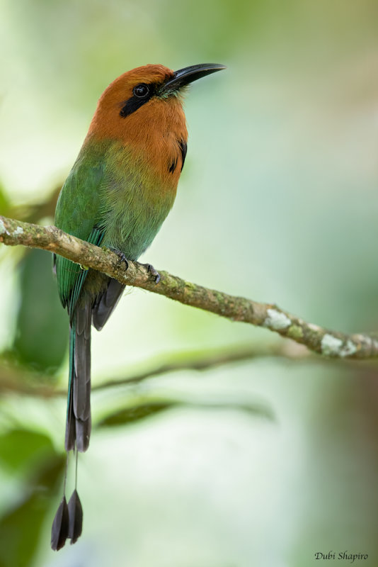 Broad-billed Motmot 