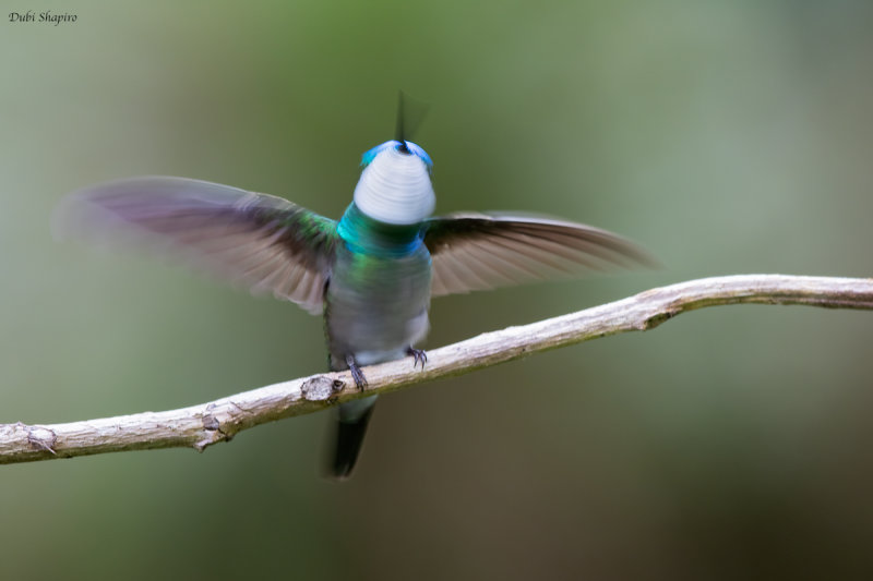 White-throated Mountain-gem 