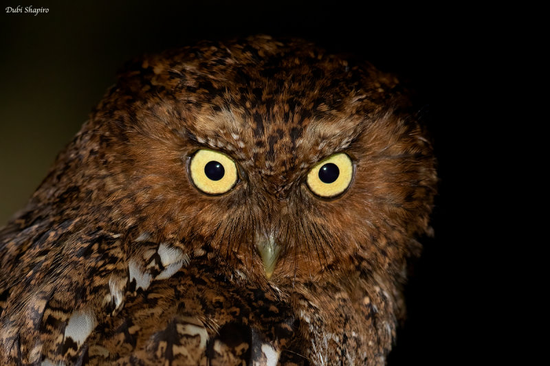 Bare-shanked Screech-Owl 